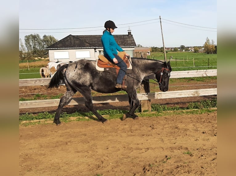 Appaloosa Mare 6 years 15,1 hh Black in Sint-Katelijne-Waver