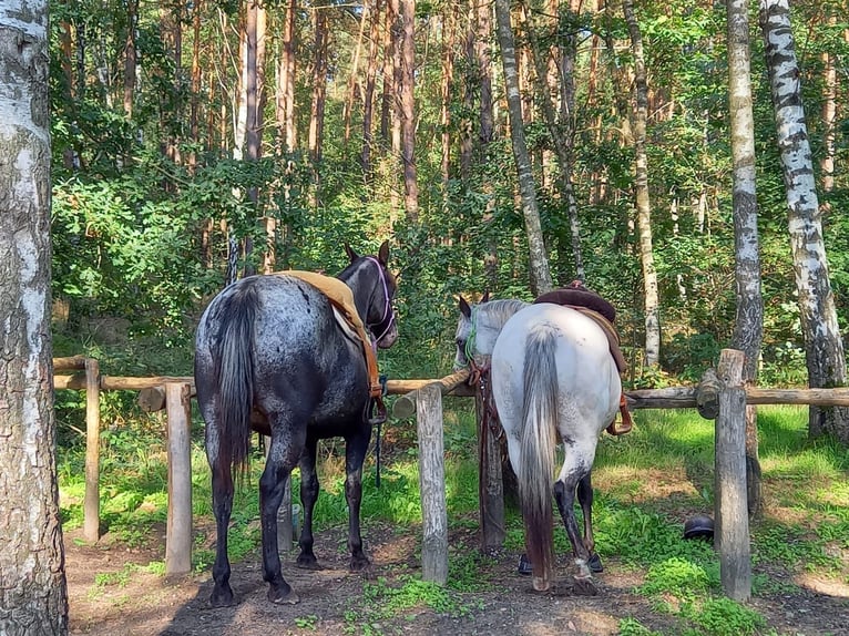 Appaloosa Mare 6 years 15,1 hh Black in Sint-Katelijne-Waver