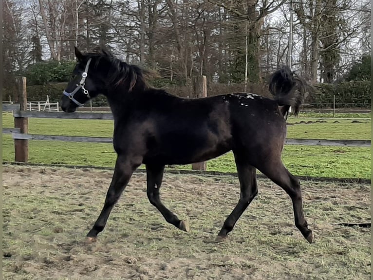 Appaloosa Mare 6 years 15,1 hh Black in Sint-Katelijne-Waver