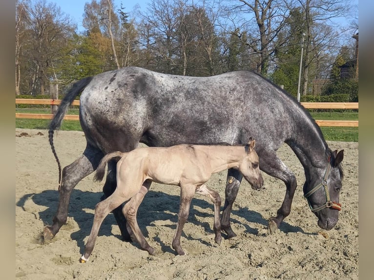 Appaloosa Mare 6 years 15,1 hh Black in Sint-Katelijne-Waver