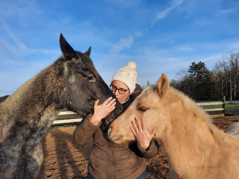 Appaloosa Mare 6 years 15,1 hh Black in Sint-Katelijne-Waver