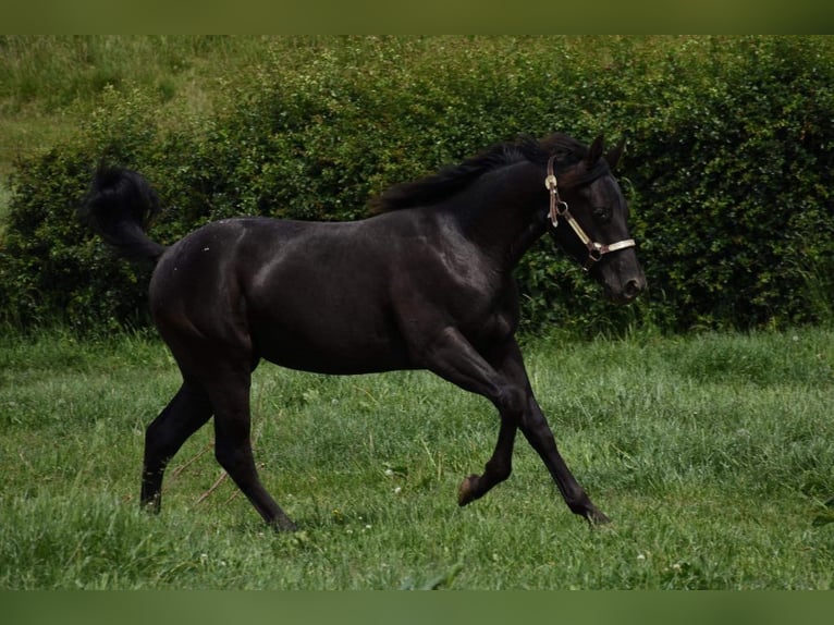 Appaloosa Mare 6 years 15,1 hh Black in Sint-Katelijne-Waver