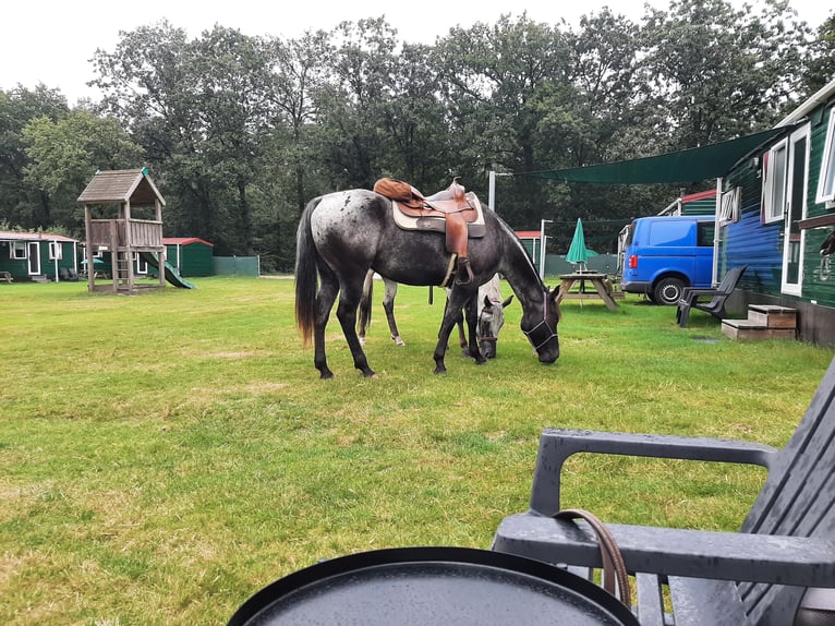 Appaloosa Mare 6 years 15,1 hh Black in Sint-Katelijne-Waver