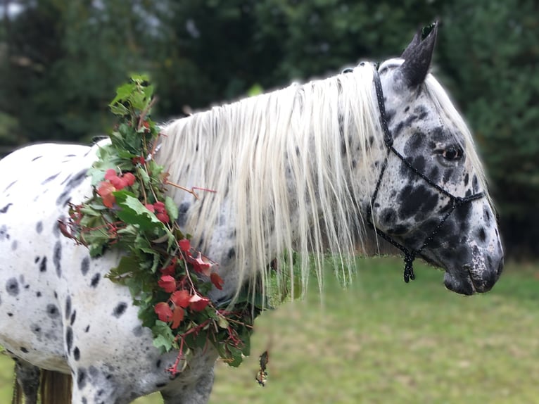 Appaloosa Mare 6 years 15.1 hh Leopard-Piebald in Jestrabi