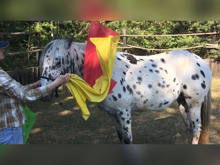 Appaloosa Mare 6 years 15.1 hh Leopard-Piebald in Jestrabi