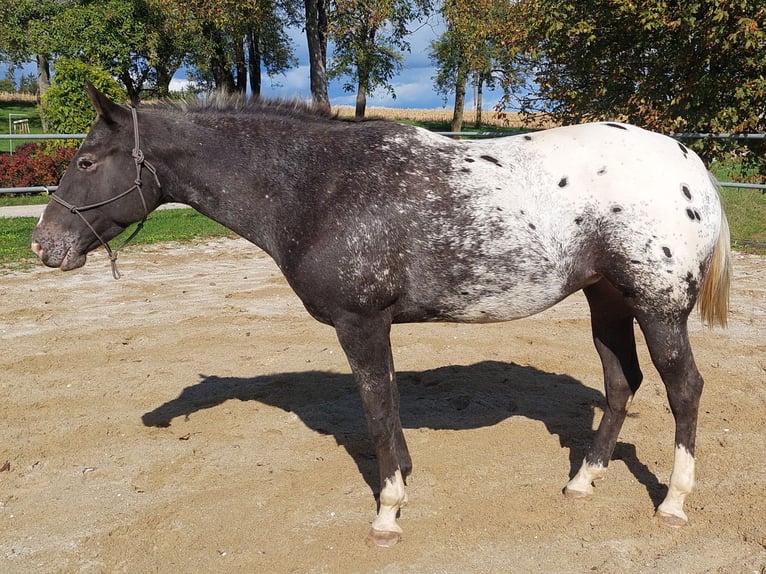 Appaloosa Mare 6 years 15,2 hh Black in Weißkirchen an der Traun