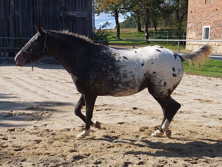 Appaloosa Mare 6 years 15,2 hh Black in Weißkirchen an der Traun