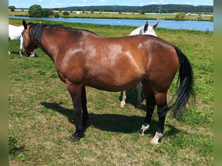 Appaloosa Mare 6 years 15.2 hh Brown in Staré Sedlo