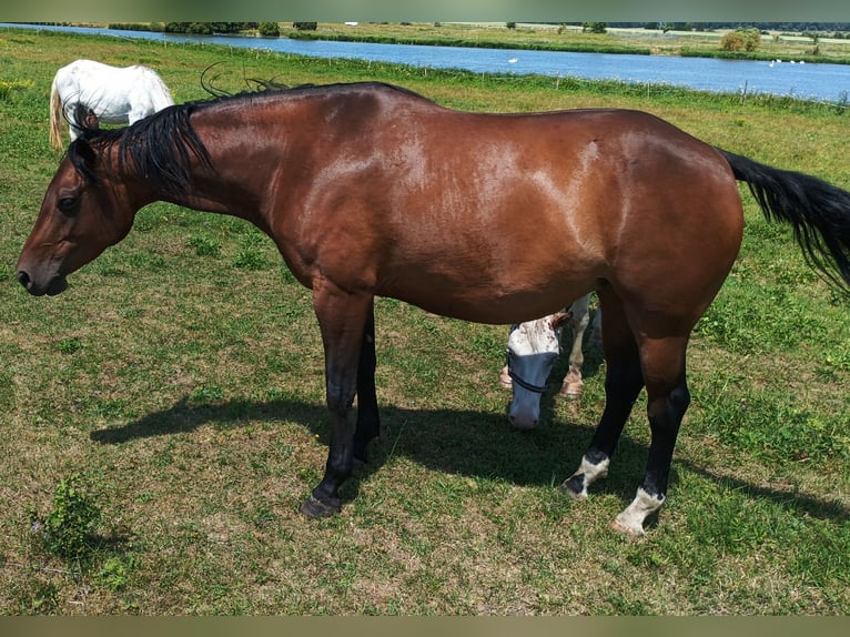 Appaloosa Mare 6 years 15.2 hh Brown in Staré Sedlo