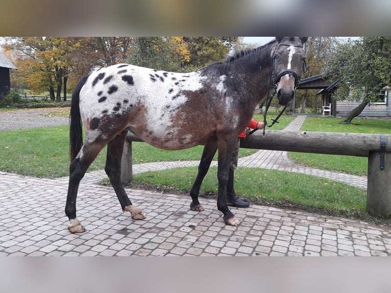 Appaloosa Mare 6 years 15,2 hh in Cesis