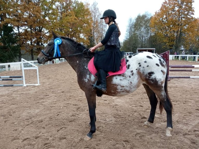 Appaloosa Mare 6 years 15,2 hh in Cesis