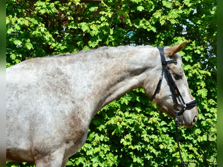 Appaloosa Mare 6 years 15.2 hh Leopard-Piebald in Würzburg