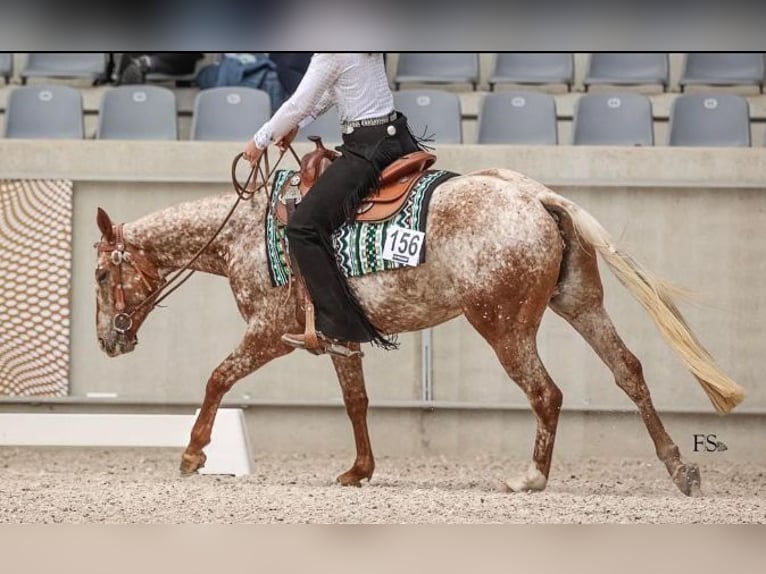 Appaloosa Mare 6 years 15 hh Chestnut-Red in Enspel