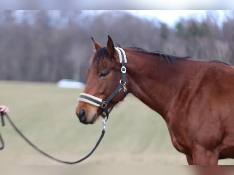 Appaloosa Mare 6 years 15,2 hh Brown in St&#xFC;hlingen