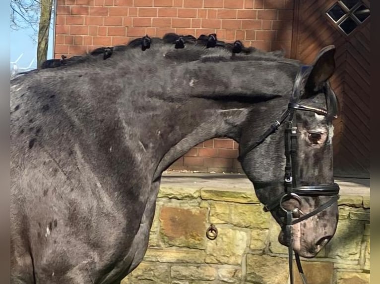 Appaloosa Mare 6 years 15,2 hh Grey-Dark-Tan in Hopsten