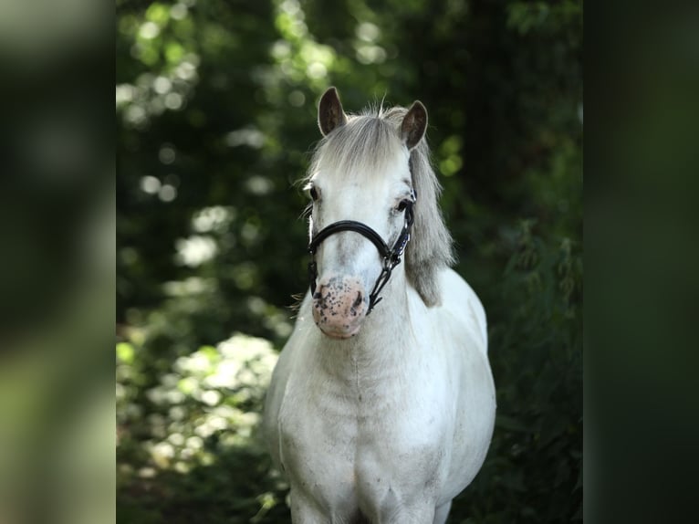 Appaloosa Mare 7 years 11 hh Leopard-Piebald in Aalten