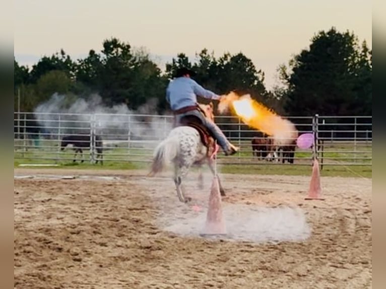 Appaloosa Mare 7 years 13,3 hh Leopard-Piebald in Kentwood
