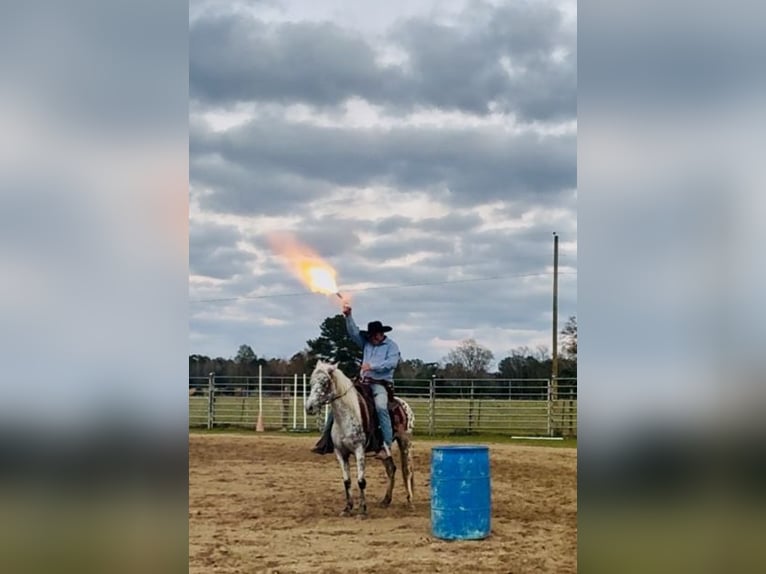 Appaloosa Mare 7 years 13,3 hh Leopard-Piebald in Kentwood