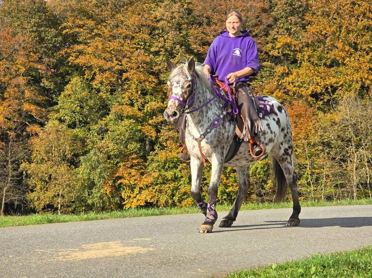 Appaloosa Mare 7 years 14,2 hh Leopard-Piebald in Linkenbach