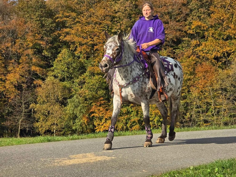 Appaloosa Mare 7 years 14,2 hh Leopard-Piebald in Linkenbach