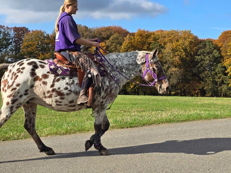 Appaloosa Mare 7 years 14,2 hh Leopard-Piebald in Linkenbach