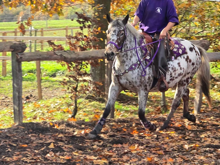 Appaloosa Mare 7 years 14,2 hh Leopard-Piebald in Linkenbach