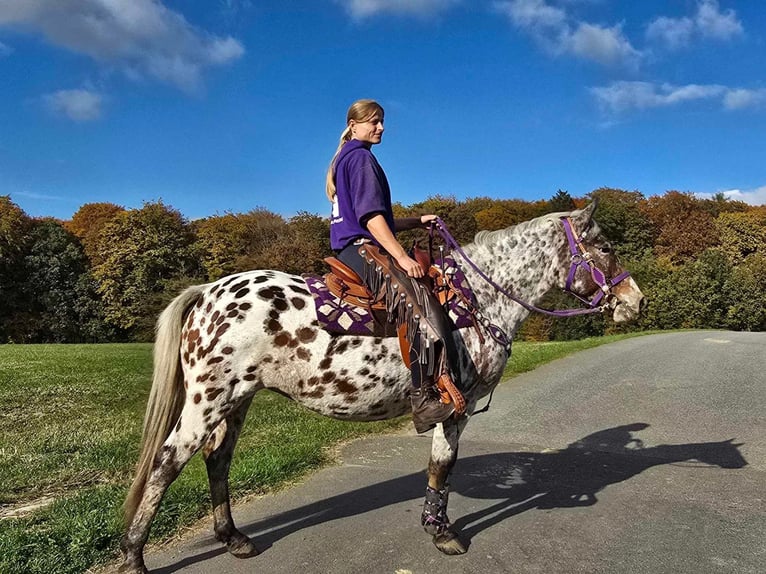 Appaloosa Mare 7 years 14,2 hh Leopard-Piebald in Linkenbach