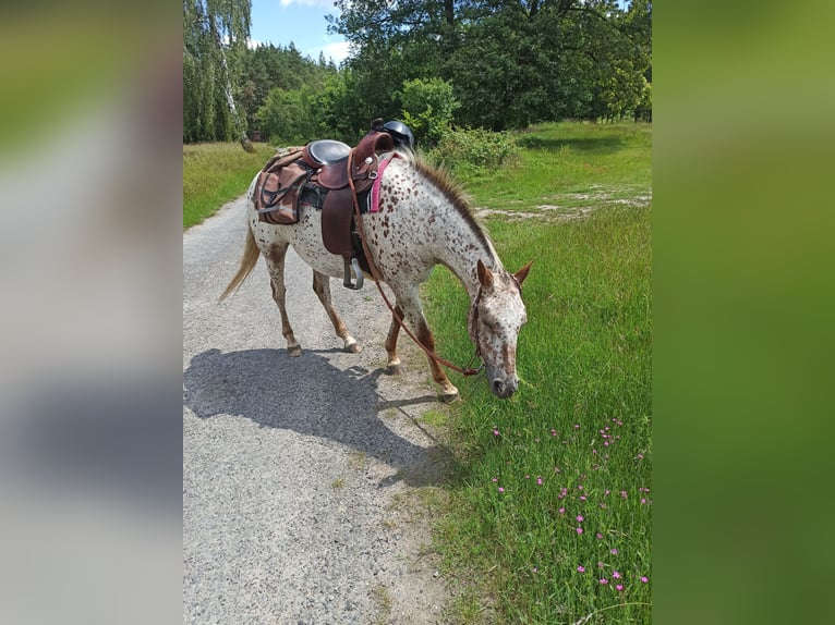 Appaloosa Mare 7 years 14.2 hh White in Doksy, Česká republika