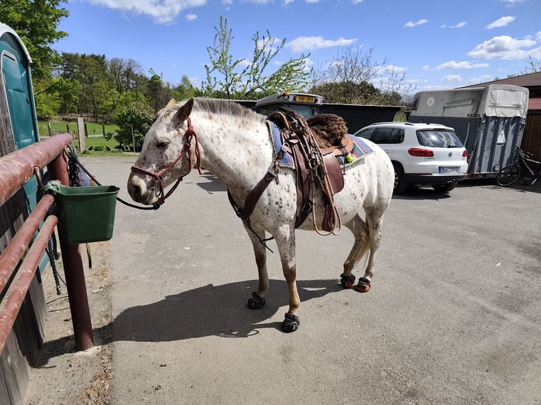 Appaloosa Mare 7 years 14.2 hh White in Doksy, Česká republika
