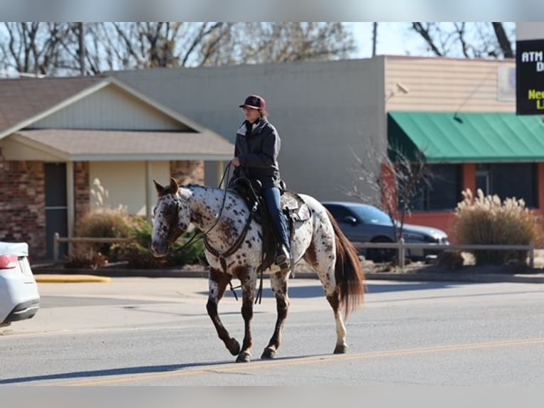 Appaloosa Mare 7 years 14.3 hh Chestnut in Perry