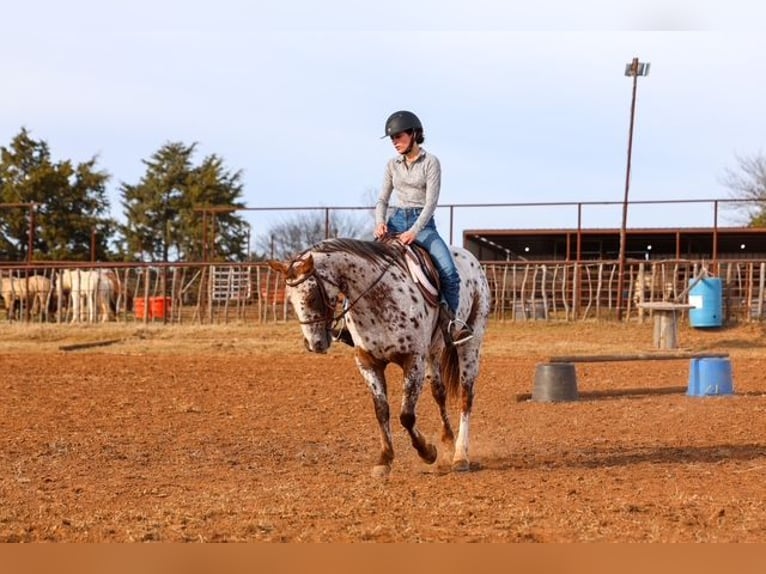 Appaloosa Mare 7 years 14.3 hh Chestnut in Perry