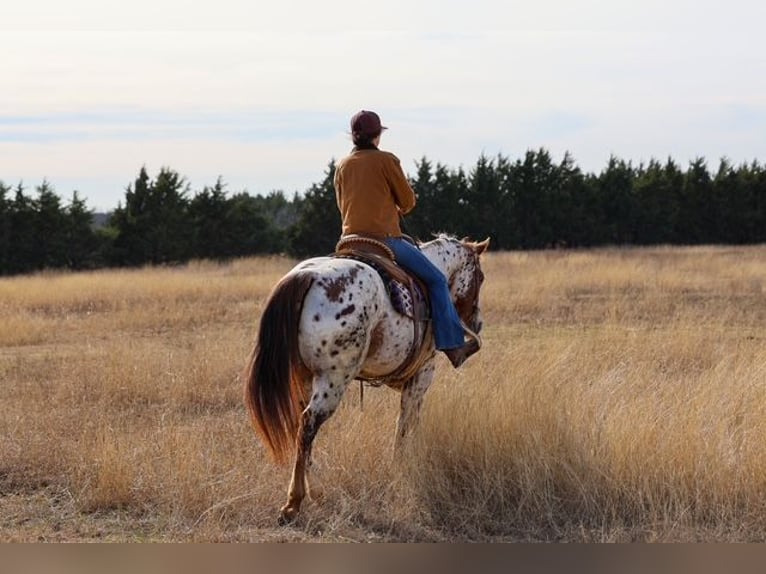 Appaloosa Mare 7 years 14.3 hh Chestnut in Perry