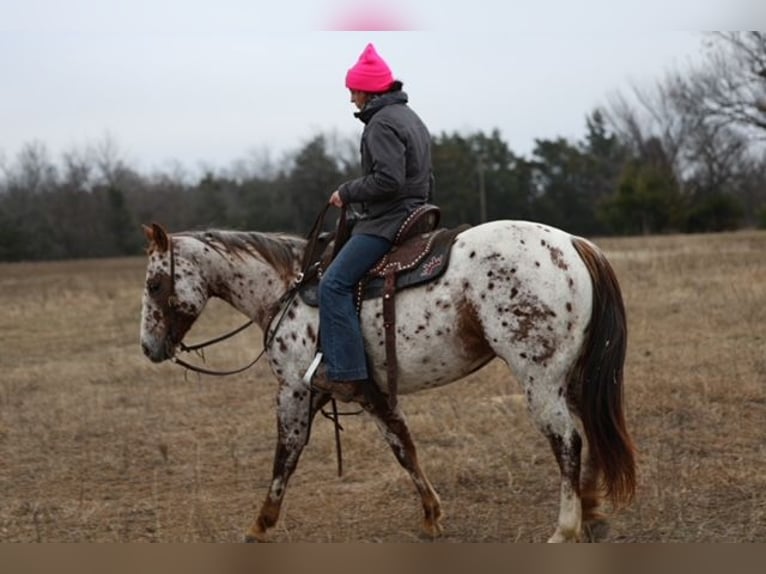 Appaloosa Mare 7 years 14,3 hh Chestnut in Perry