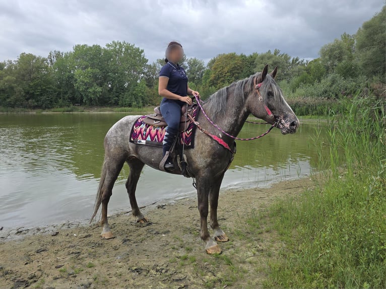 Appaloosa Mix Mare 7 years 15.1 hh Leopard-Piebald in Linkenbach