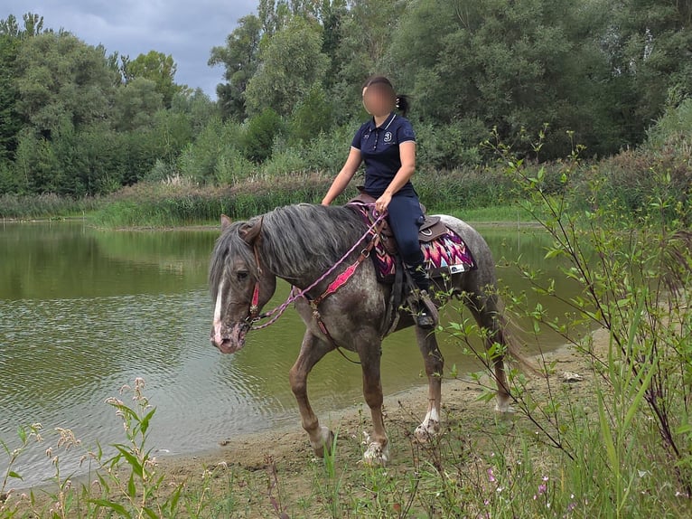 Appaloosa Mix Mare 7 years 15.1 hh Leopard-Piebald in Linkenbach