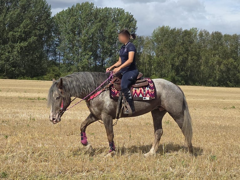 Appaloosa Mix Mare 7 years 15.1 hh Leopard-Piebald in Linkenbach