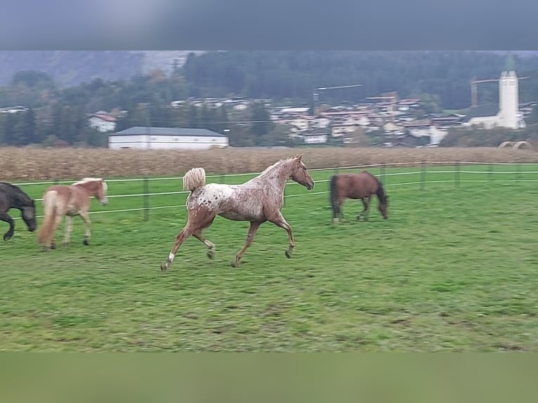 Appaloosa Mare 7 years 15,1 hh Leopard-Piebald in Kirchbichl