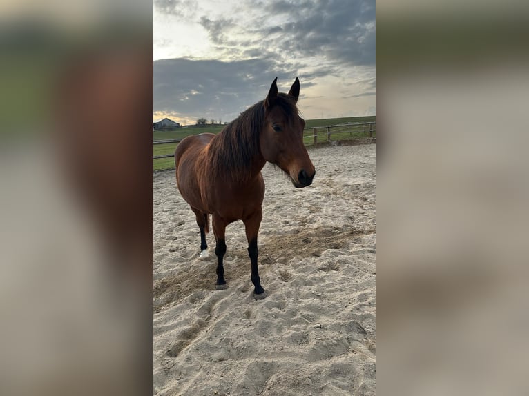 Appaloosa Mare 7 years 15.2 hh Brown in Stühlingen