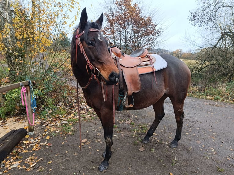 Appaloosa Mare 7 years 15 hh Bay-Dark in Kempenich