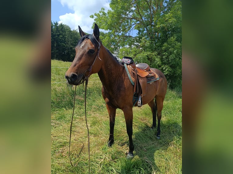 Appaloosa Mare 7 years 15 hh Bay-Dark in Kempenich