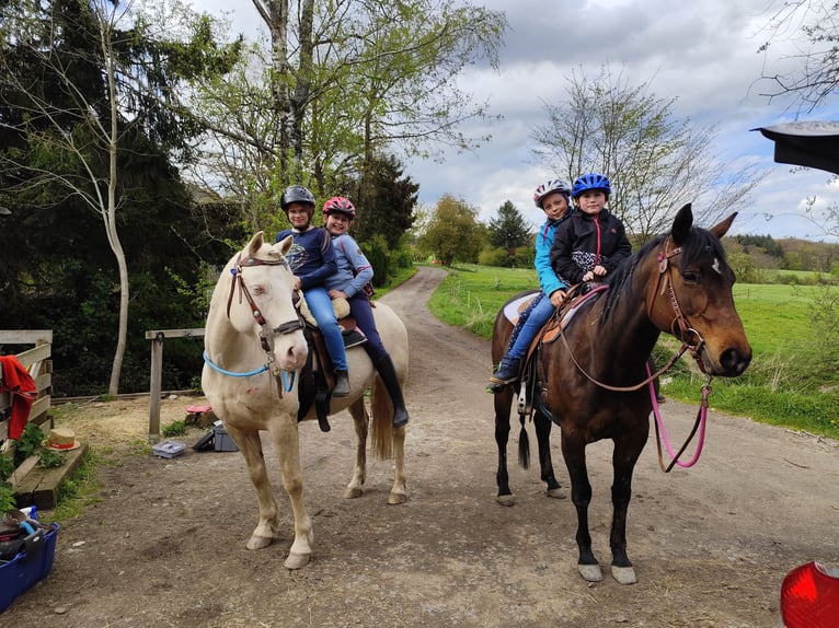 Appaloosa Mare 7 years 15 hh Bay-Dark in Kempenich