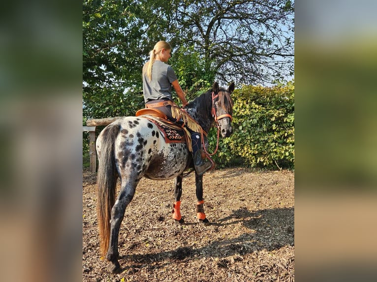 Appaloosa Mare 7 years 15 hh Leopard-Piebald in Linkenbach