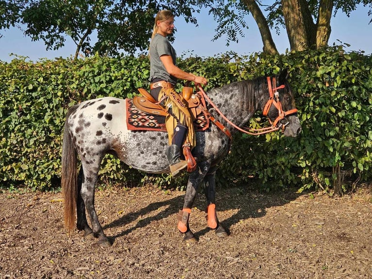 Appaloosa Mare 7 years 15 hh Leopard-Piebald in Linkenbach