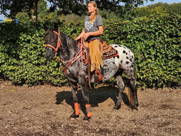 Appaloosa Mare 7 years 15 hh Leopard-Piebald in Linkenbach