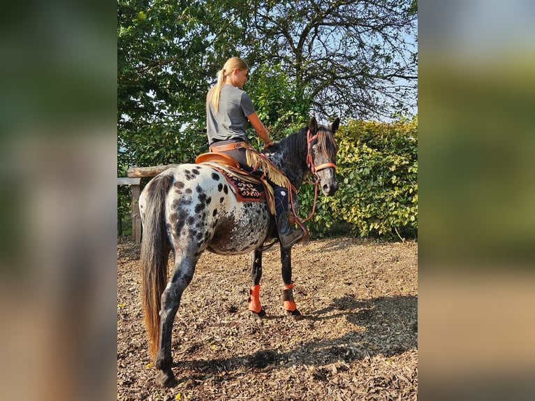 Appaloosa Mare 7 years 15 hh Leopard-Piebald in Linkenbach