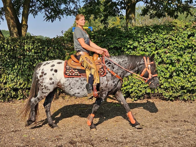 Appaloosa Mare 7 years 15 hh Leopard-Piebald in Linkenbach