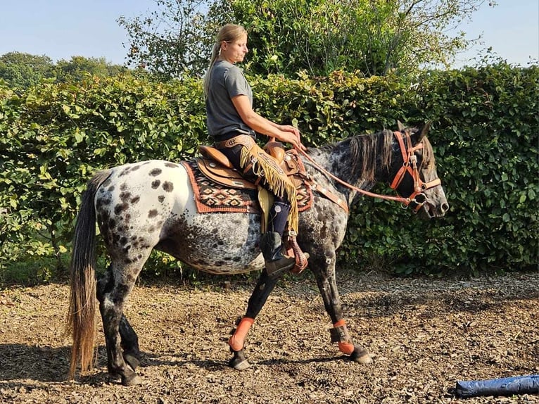 Appaloosa Mare 7 years 15 hh Leopard-Piebald in Linkenbach