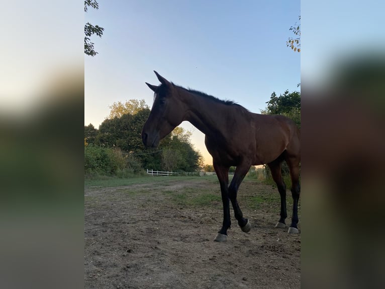 Appaloosa Mix Mare 7 years 15,1 hh Brown in Berra