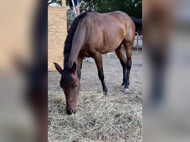Appaloosa Mix Mare 7 years 15,1 hh Brown in Berra
