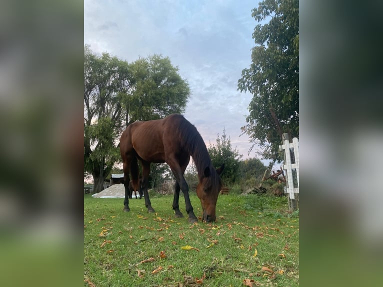 Appaloosa Mix Mare 7 years 15,1 hh Brown in Berra